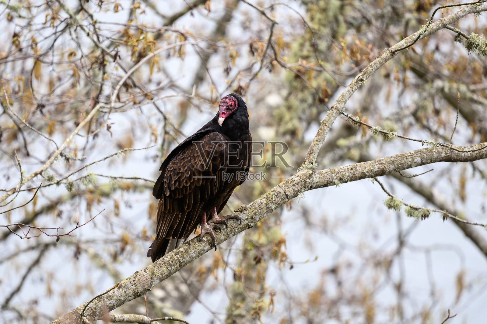 一只土耳其秃鹫栖息在树枝上照片摄影图片