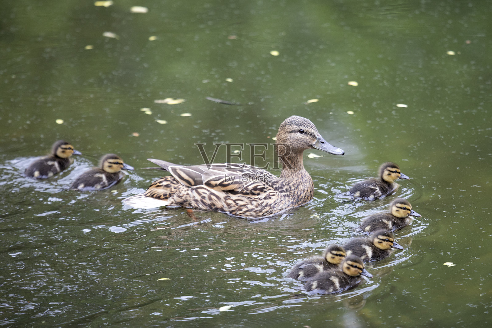鸭妈妈和她的小鸭子近距离接触照片摄影图片