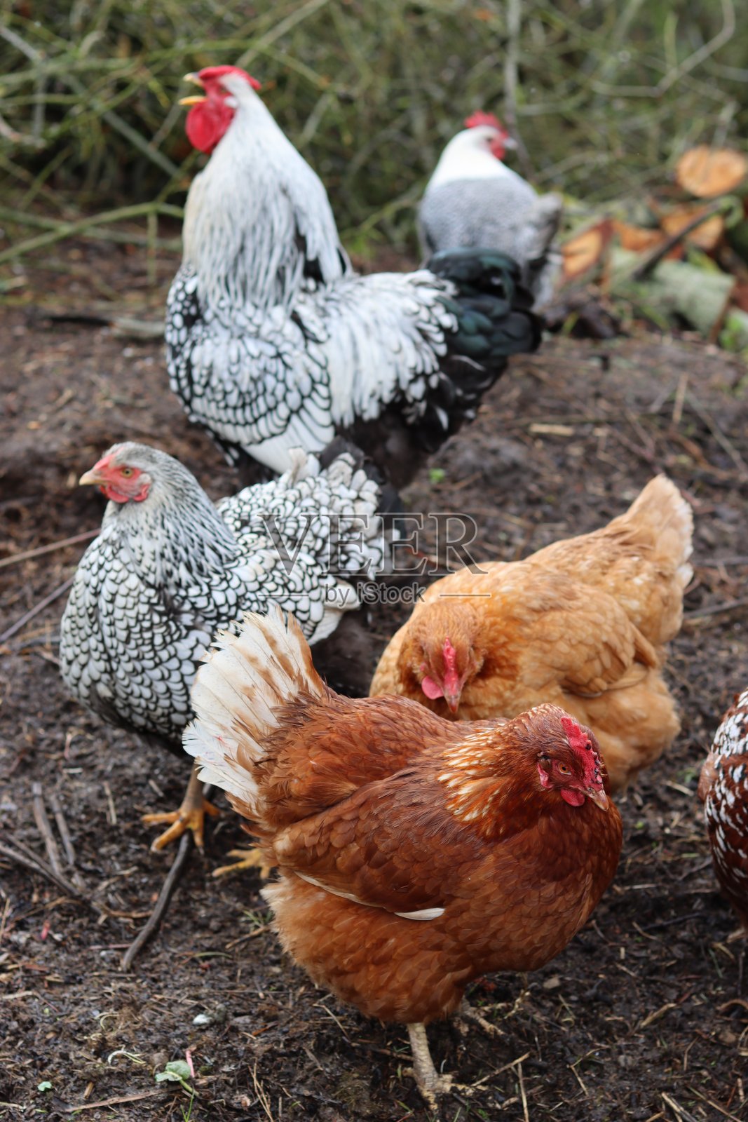 花园里的一群怀恩多特母鸡和一只小公鸡照片摄影图片