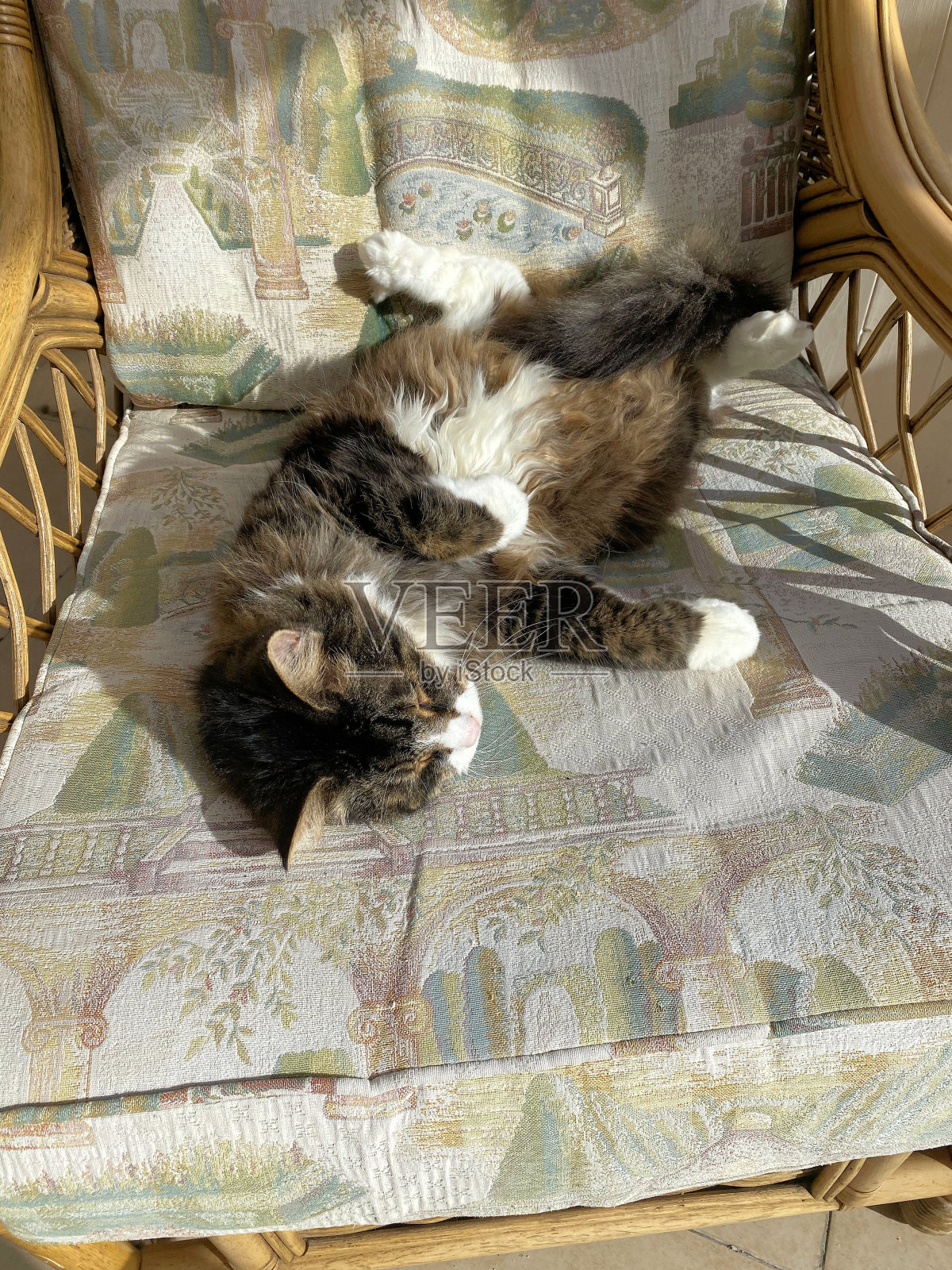 椅子上的猫照片摄影图片