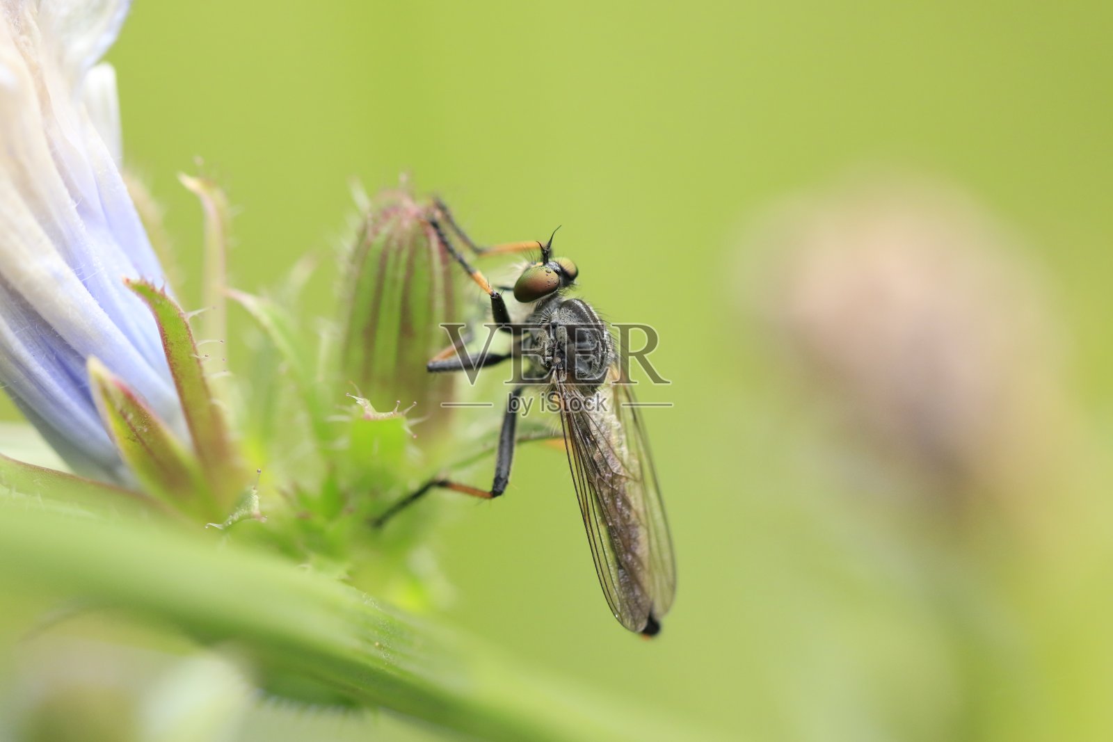蜻蜓照片摄影图片