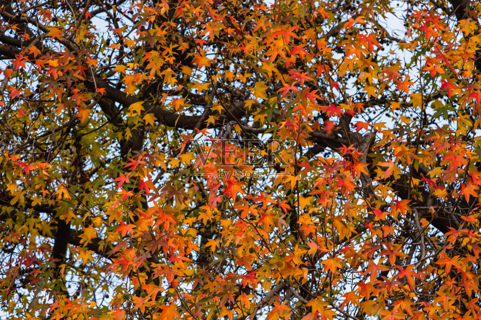 意大利米兰的秋叶照片摄影图片