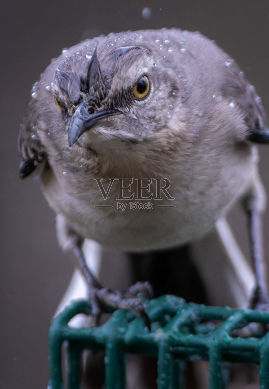 雨中的北方反舌鸟照片摄影图片
