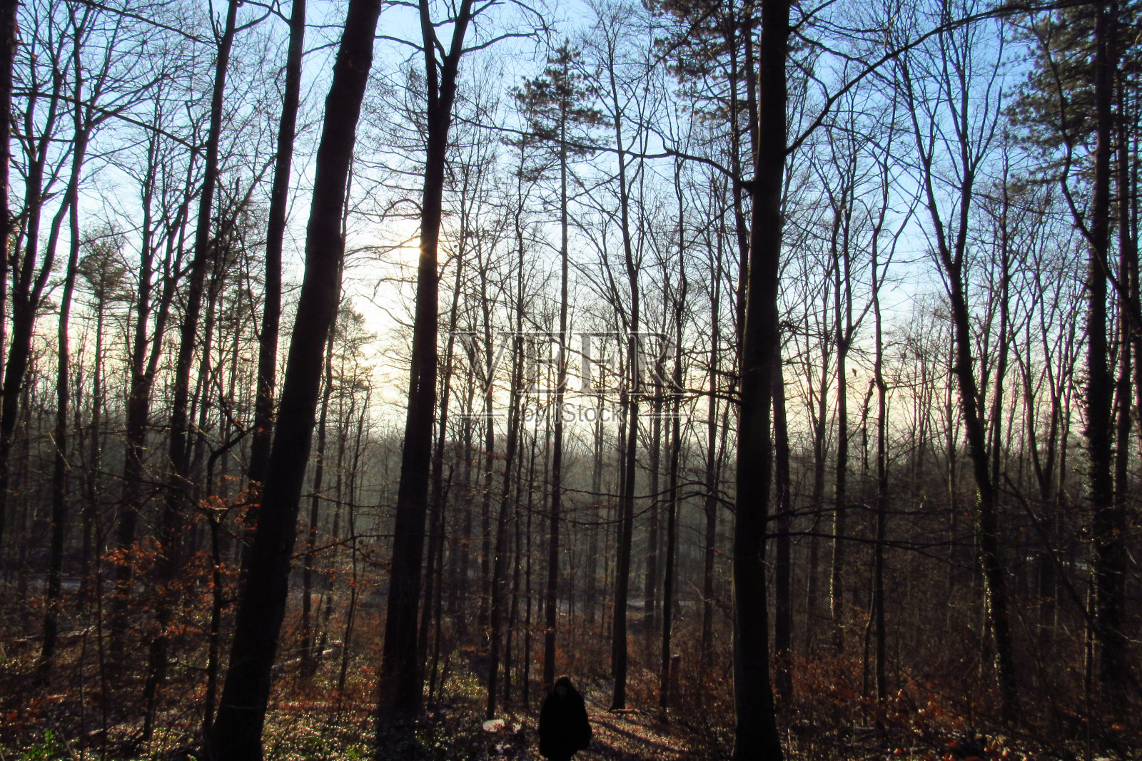 森林照片摄影图片