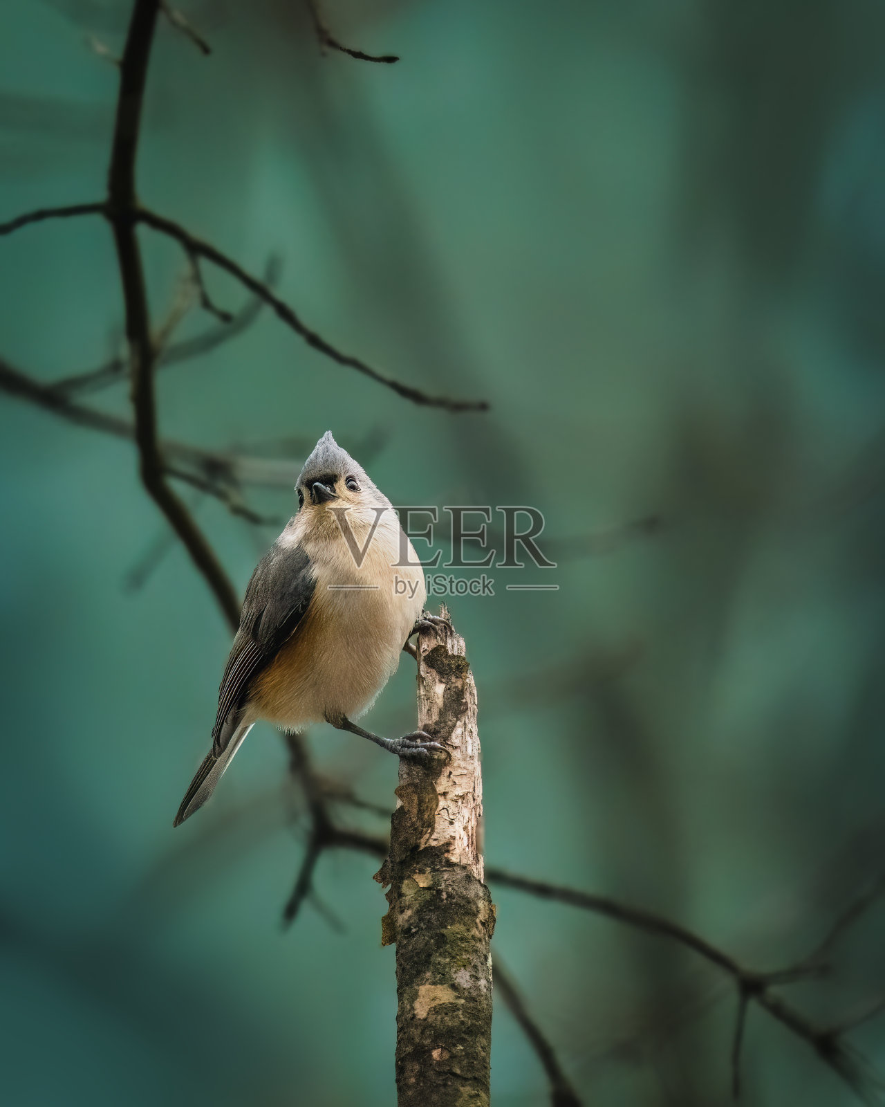 植绒的山雀照片摄影图片