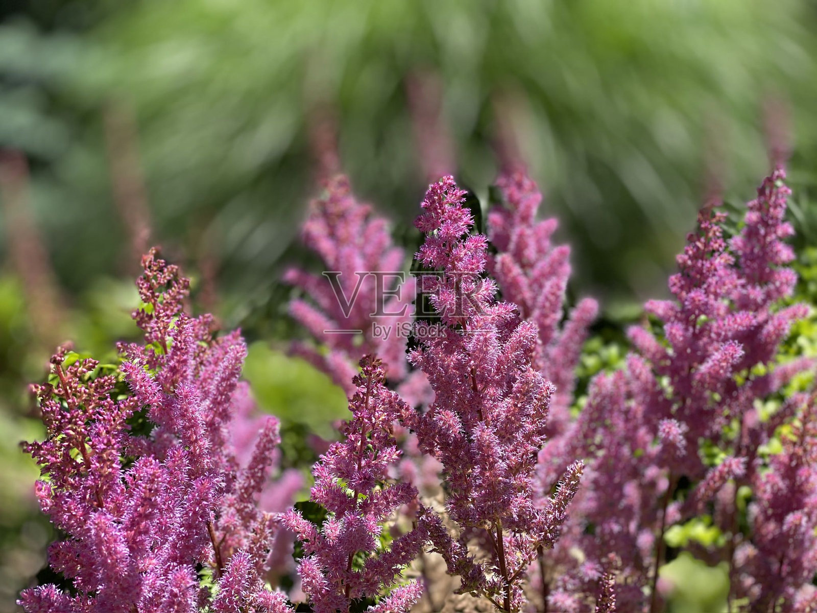 紫菀花照片摄影图片