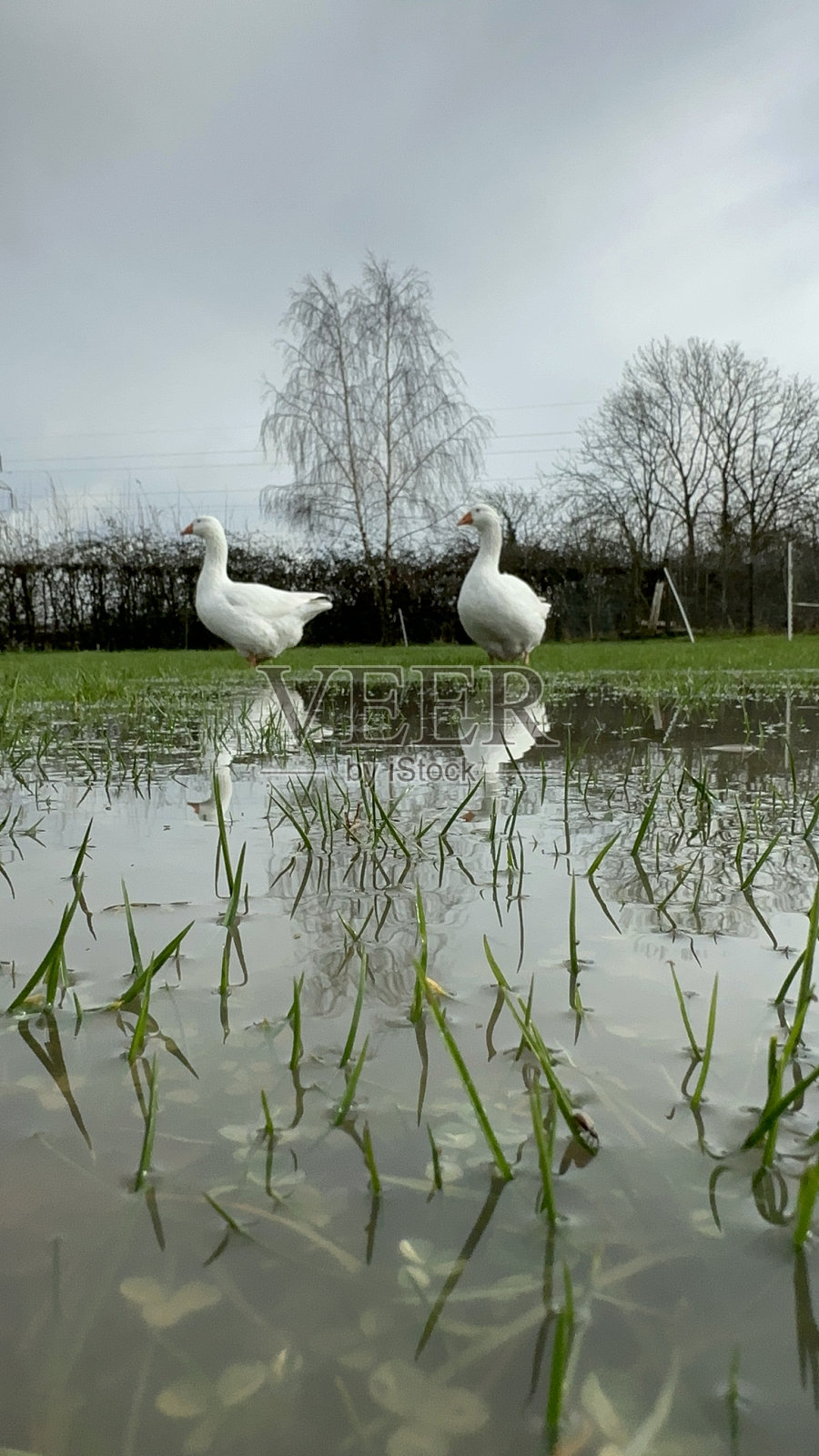 宠物鹅照片摄影图片