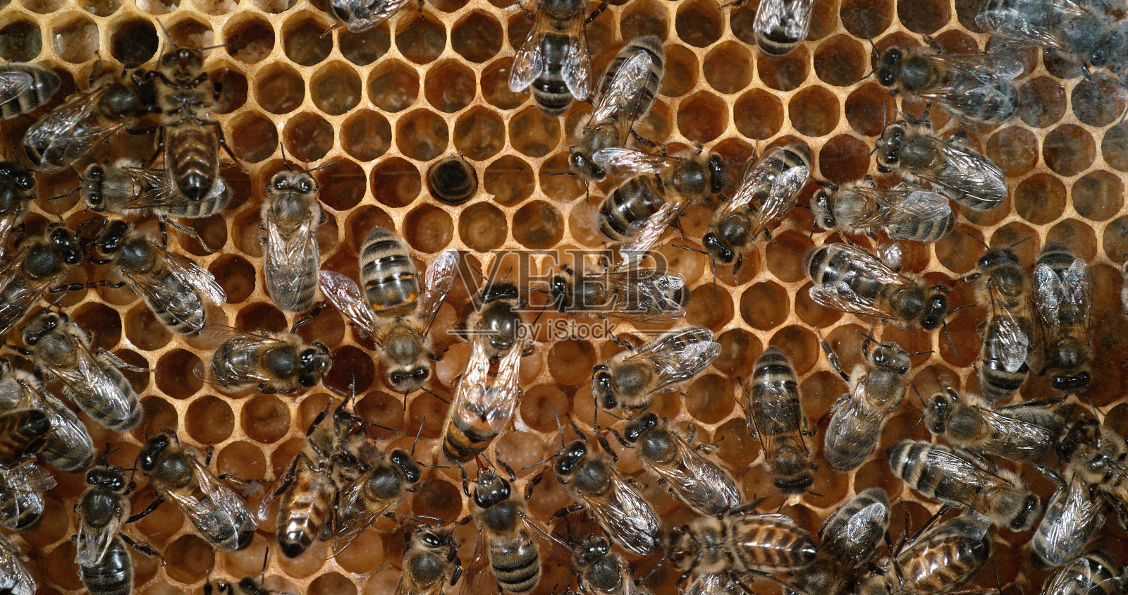 欧洲蜜蜂，欧洲蜜蜂，在肺泡上工作的蜜蜂，诺曼底的蜂巢照片摄影图片