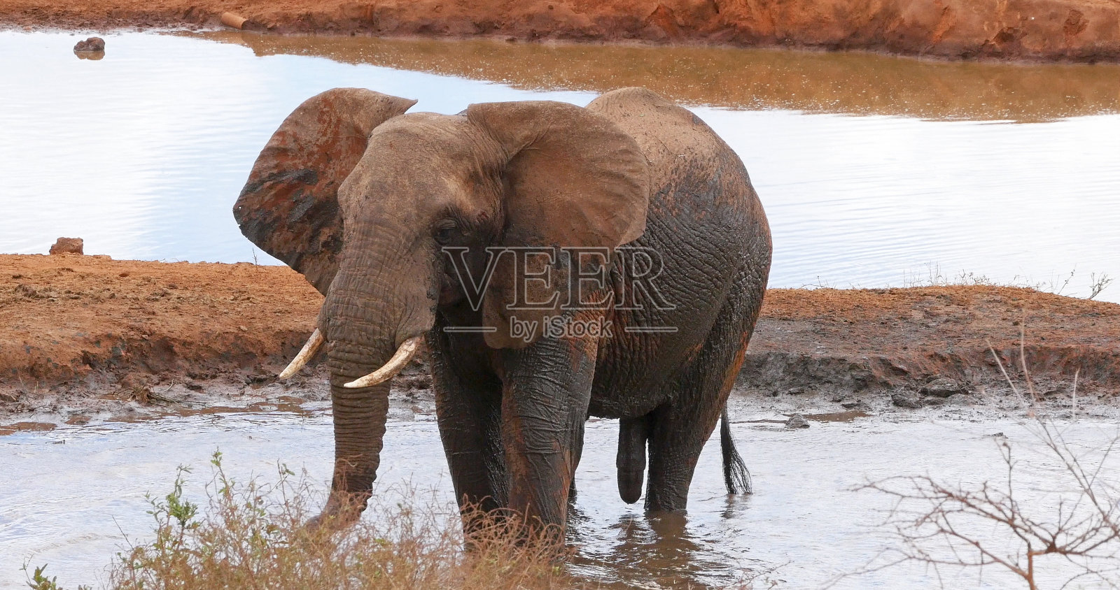 非洲象，非洲象，成年站在水坑，肯尼亚察沃公园照片摄影图片