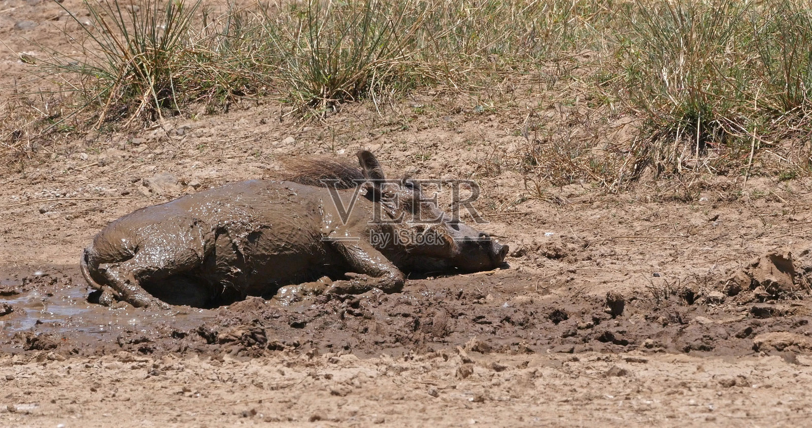 非洲疣猪，埃塞俄比亚疣猪，在肯尼亚内罗毕公园泥浴的成年疣猪照片摄影图片