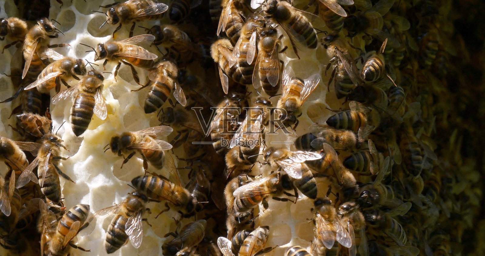 欧洲蜜蜂，apis mellifera，野生射线上的蜜蜂，在Alveolus上工作的蜜蜂，诺曼底的野生蜂巢照片摄影图片