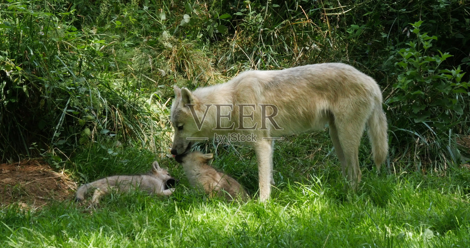 北极狼，狼犬，妈妈和幼崽站在洞口附近照片摄影图片