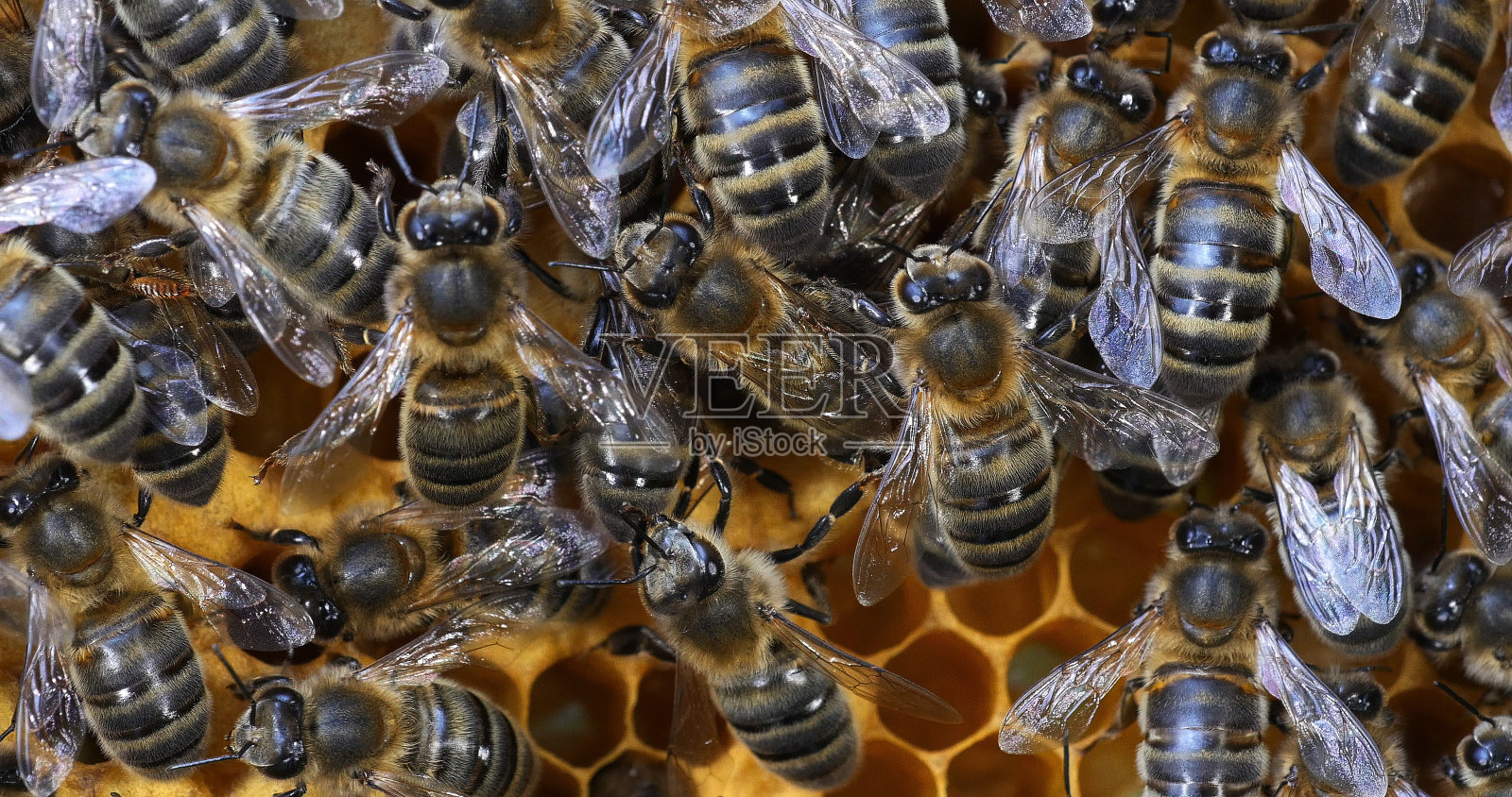 |欧洲蜜蜂，欧洲蜜蜂，诺曼底蜂巢上的黑蜂照片摄影图片