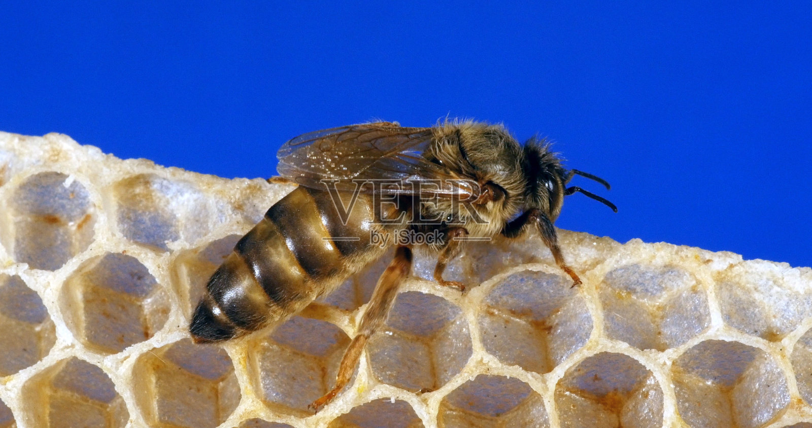 欧洲蜜蜂，apis mellifera，女王在一个年轻的蜡射线，蜂巢在诺曼底照片摄影图片