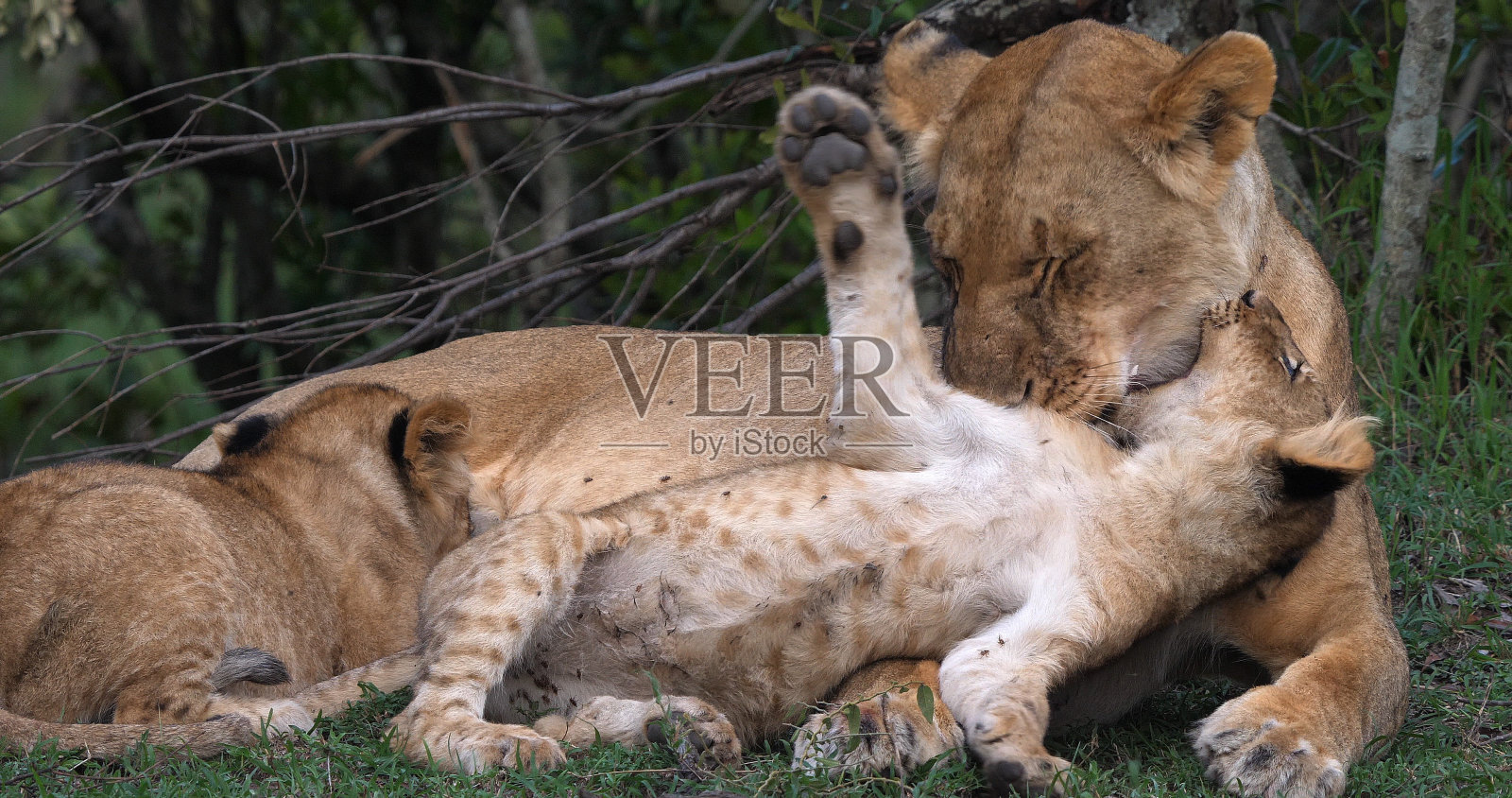 非洲狮子、美洲豹、母狮和幼崽，肯尼亚马赛马拉公园照片摄影图片