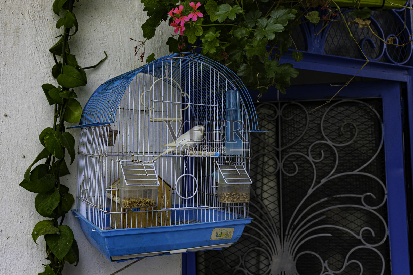 潮恩笼鸟照片摄影图片