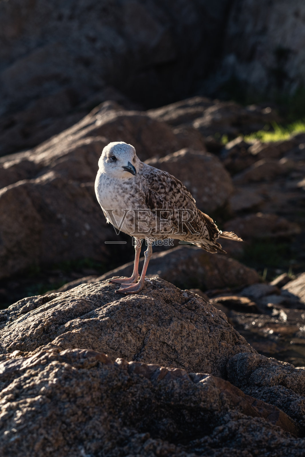 一只海鸥栖息在岩石上的特写镜头。照片摄影图片