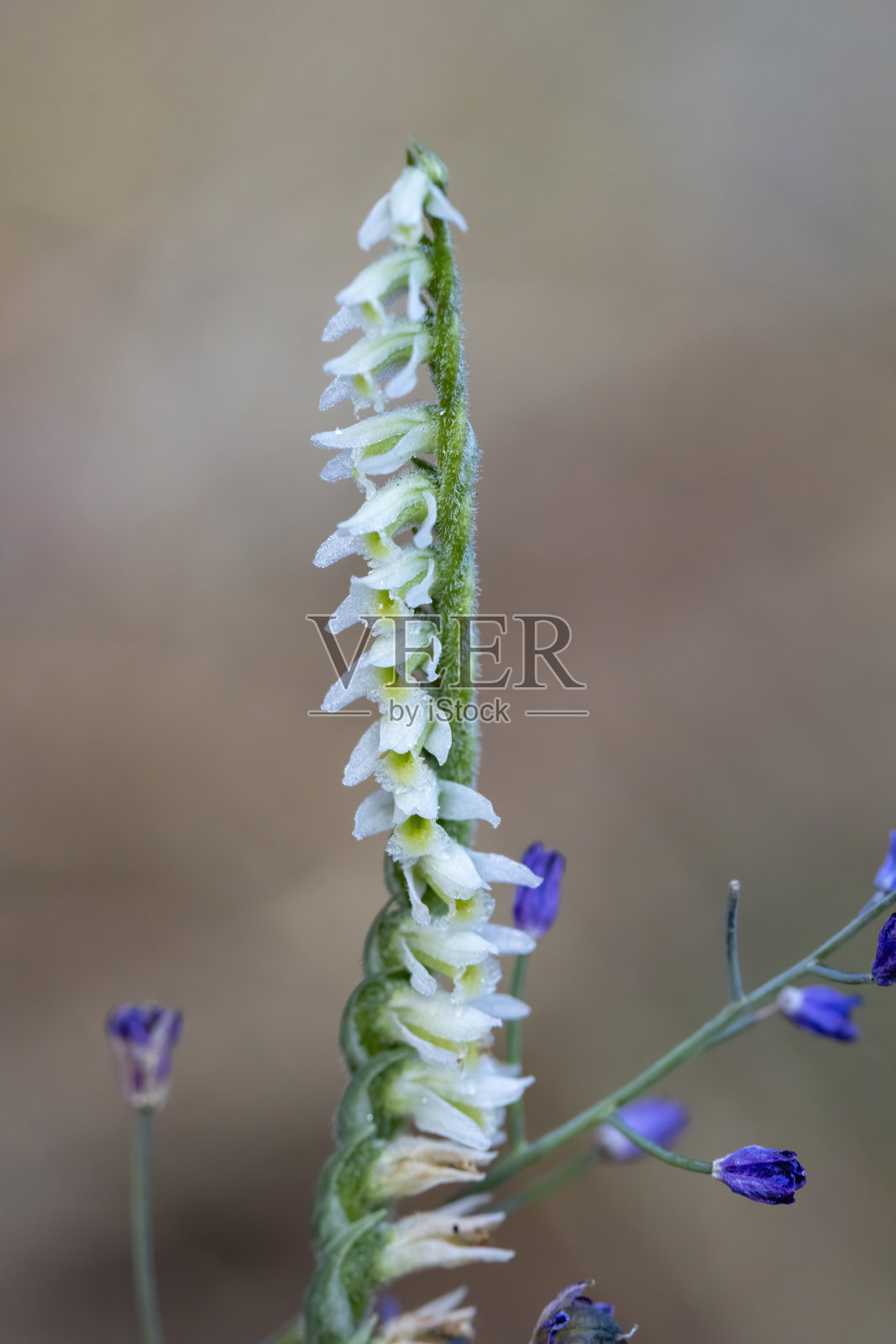 秋天女士的头发的兰花微距摄影照片摄影图片