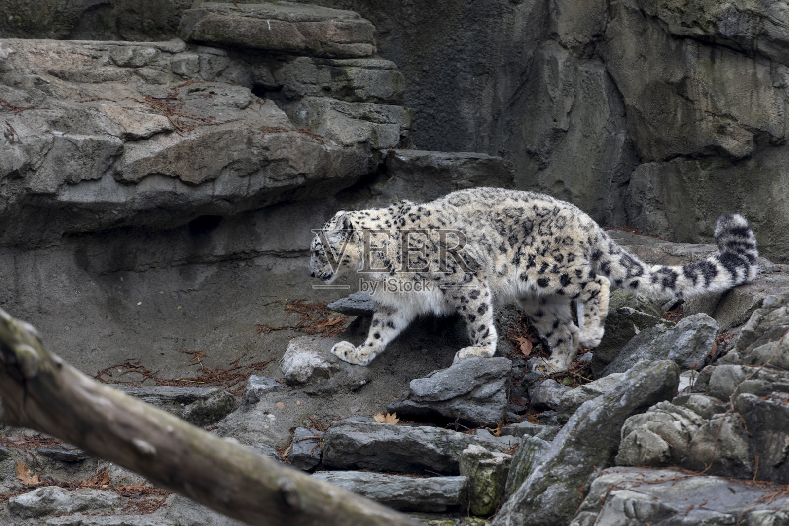 雪豹照片摄影图片