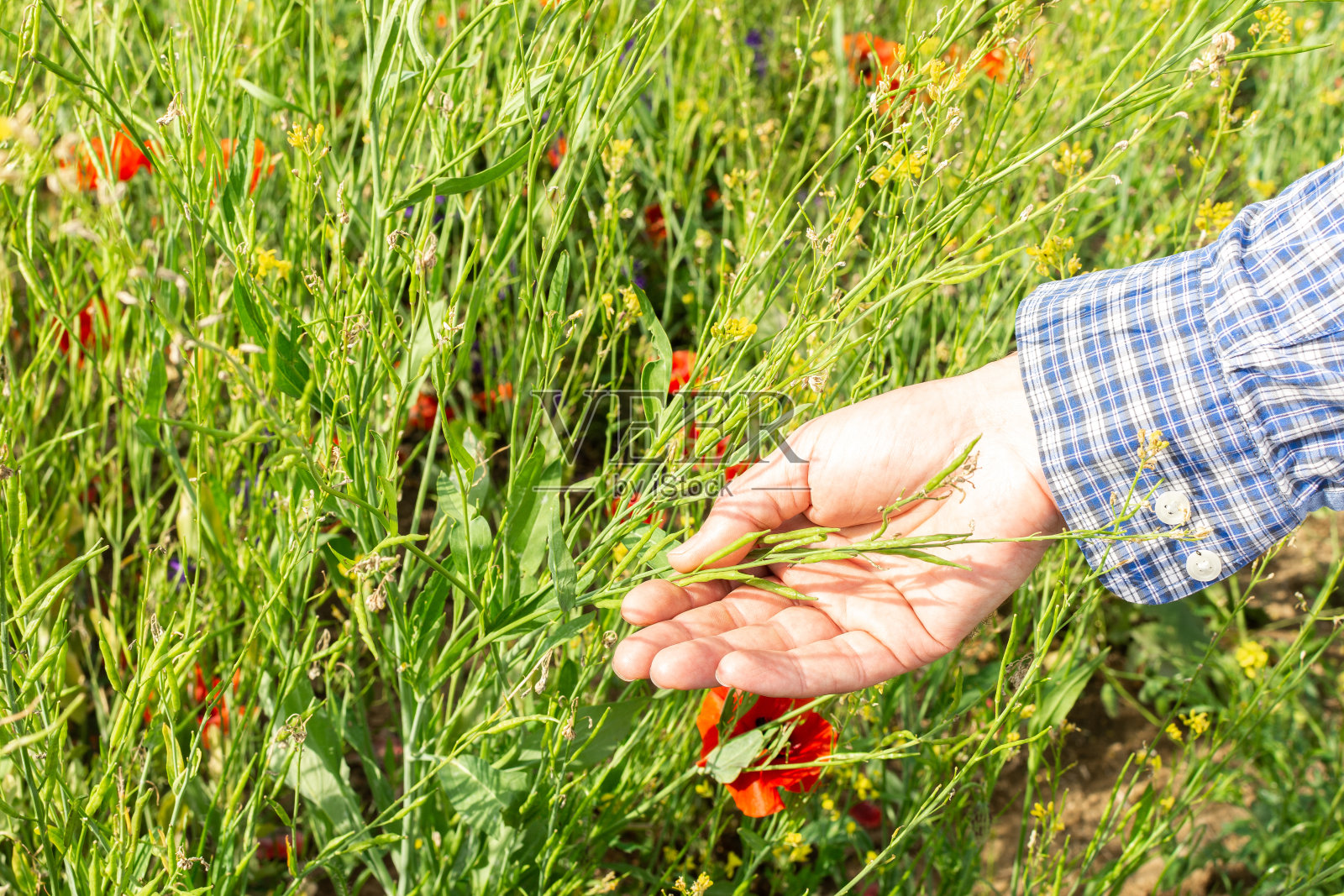 农民检查油菜籽芽照片摄影图片