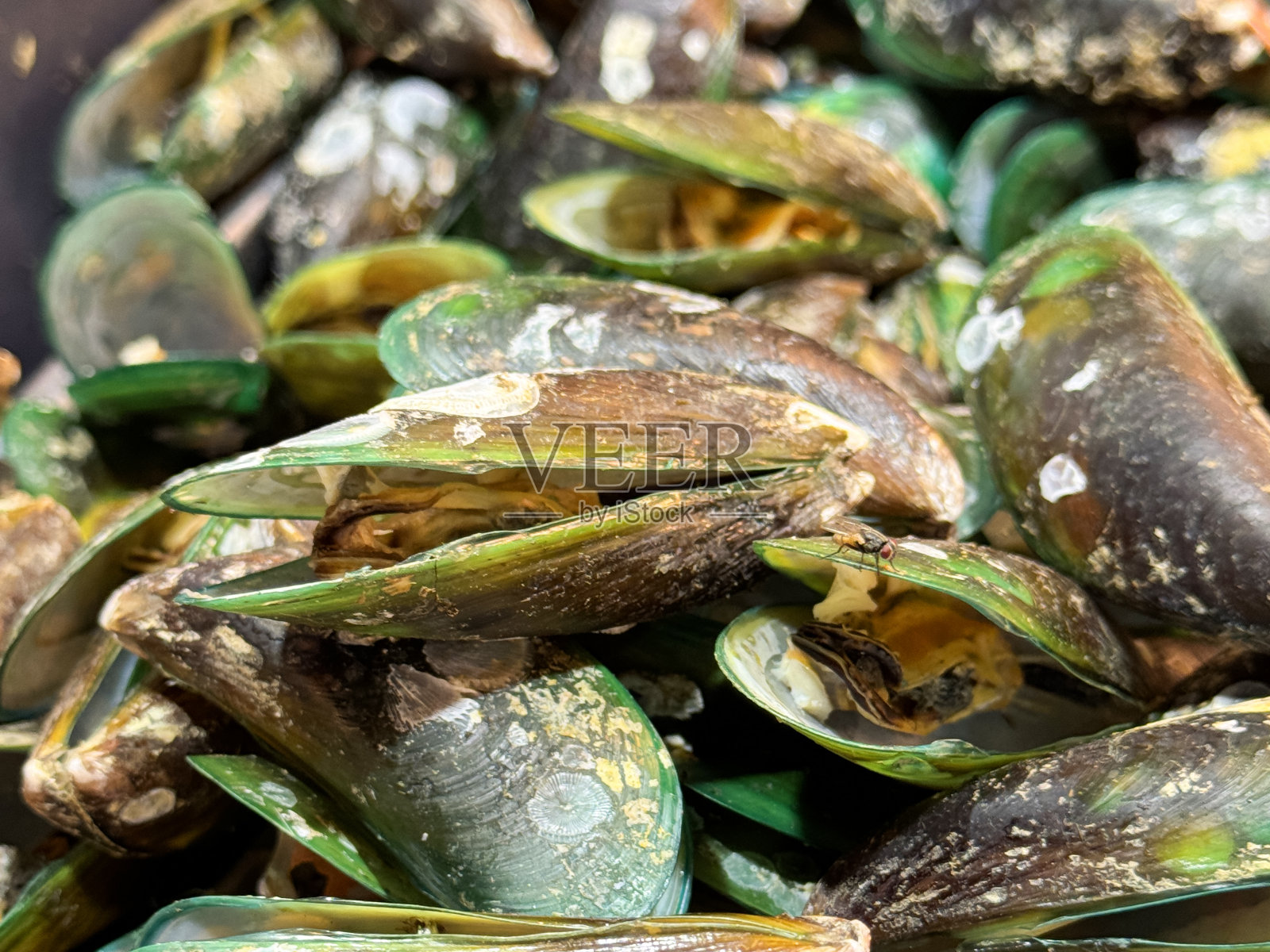 鱼市鱼贩展示的新鲜捕获的一堆贝类的全画幅图像，打开煮熟的绿唇贻贝，高架视图，聚焦于前景照片摄影图片