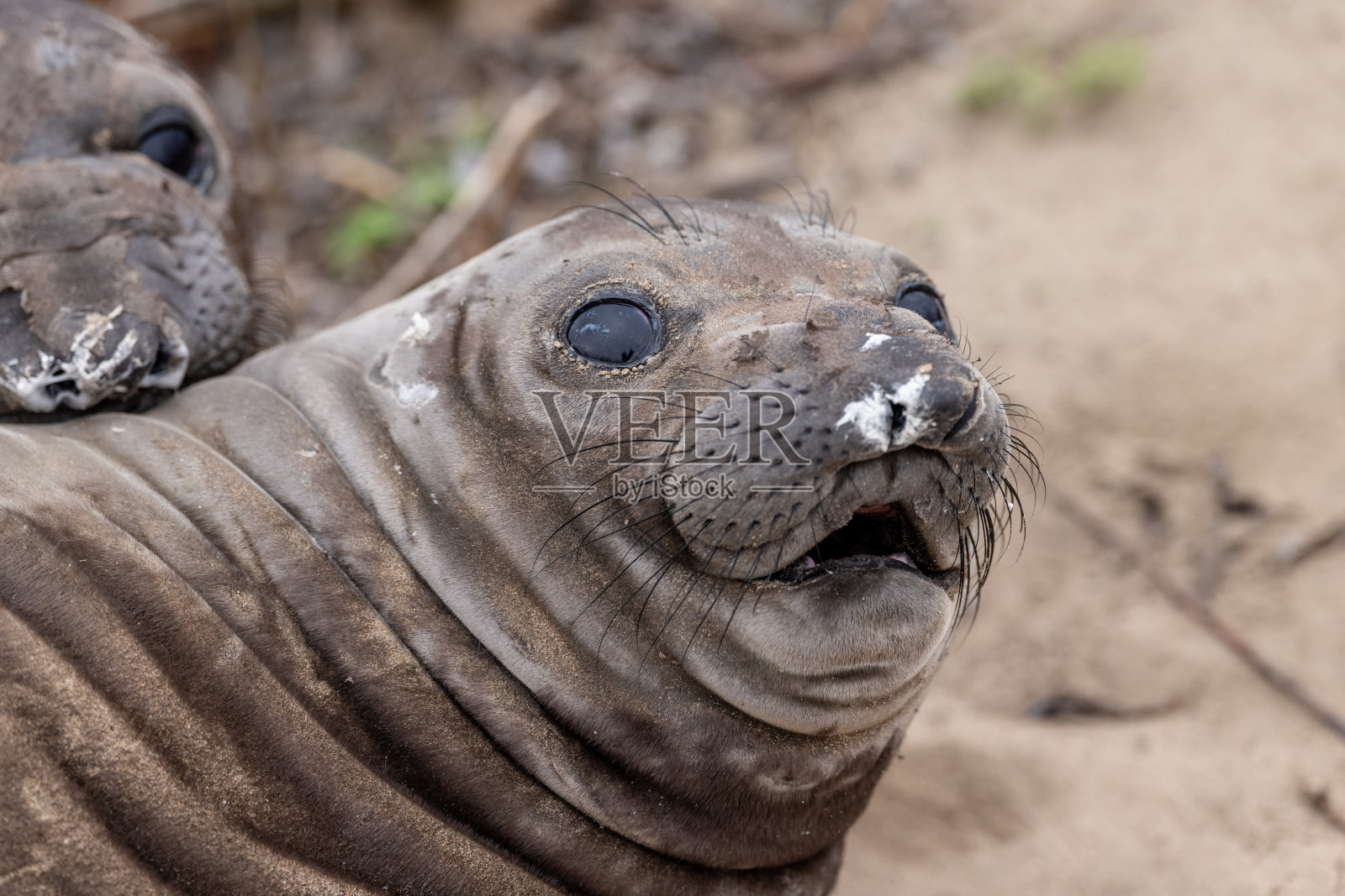 野生的象海豹照片摄影图片