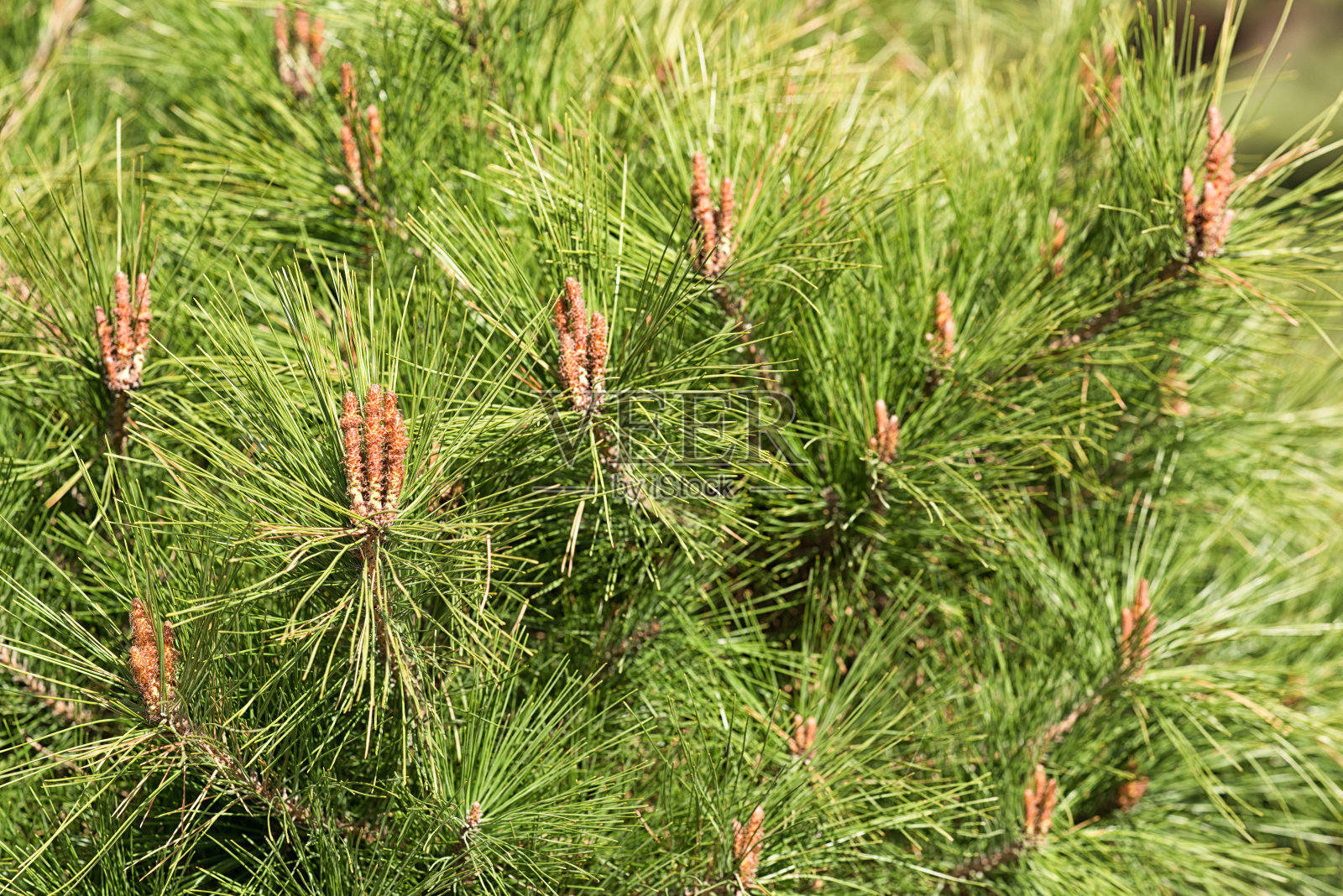 松树叶照片摄影图片
