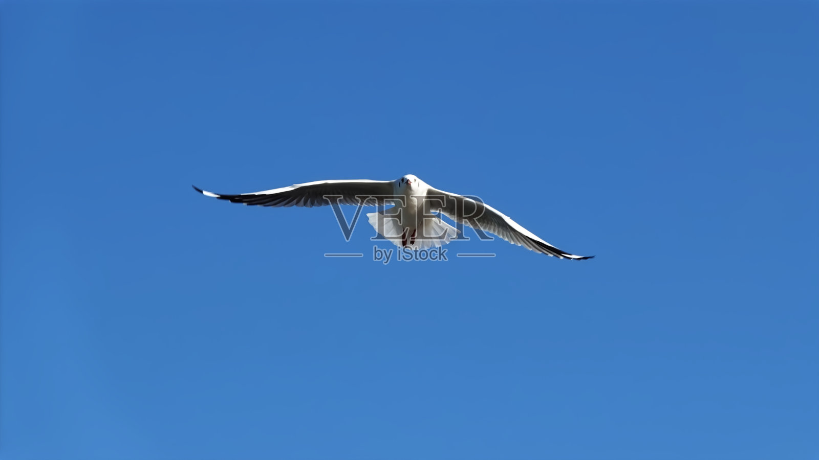 海鸥独自在蓝天中飞翔。照片摄影图片