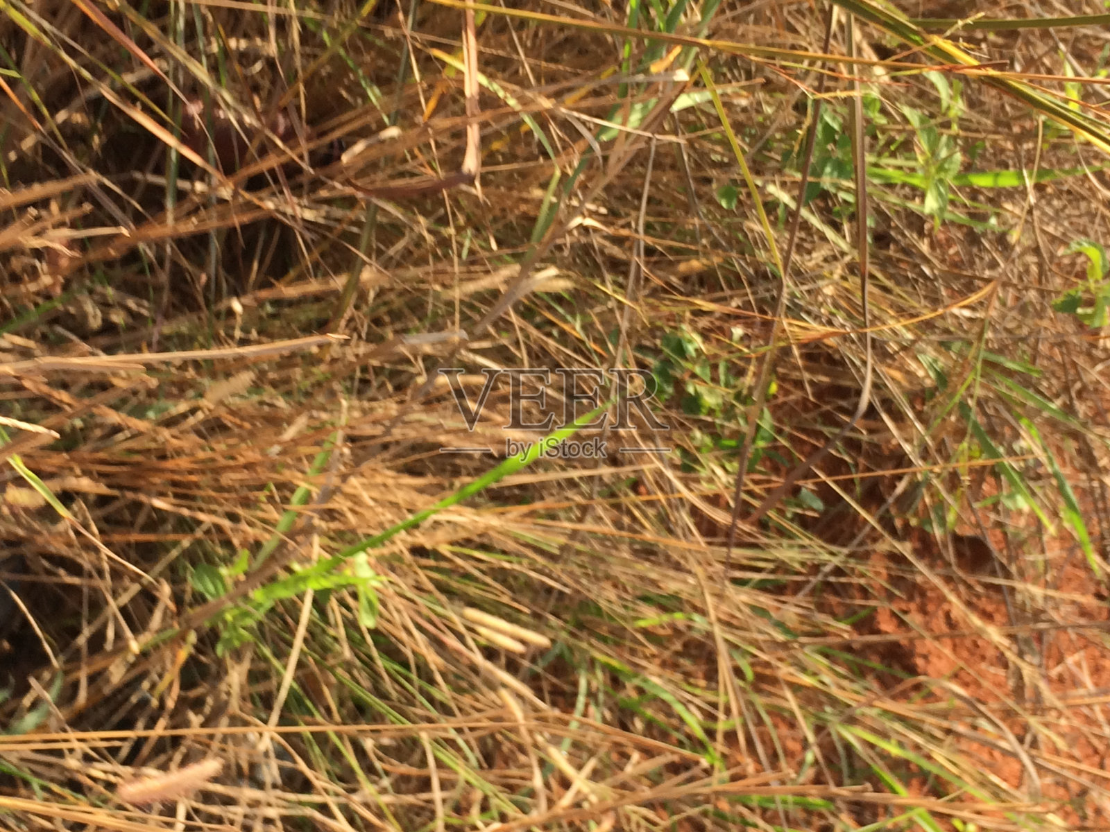 自然的色彩照片摄影图片