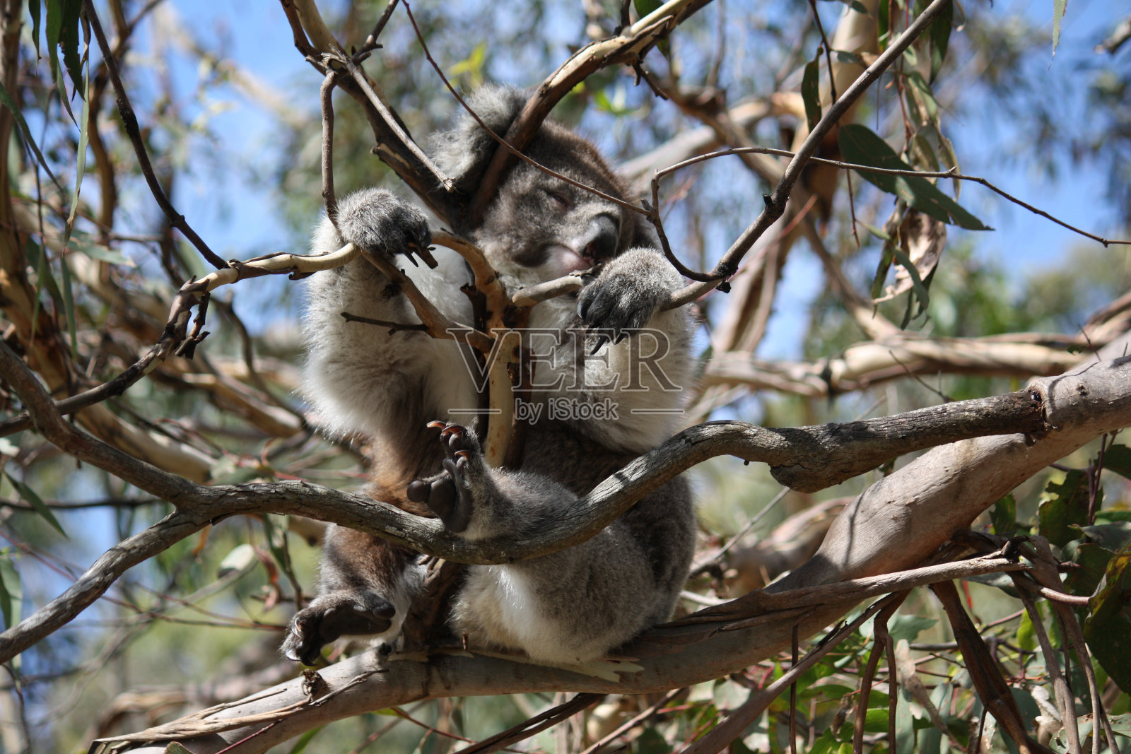 考拉睡觉照片摄影图片