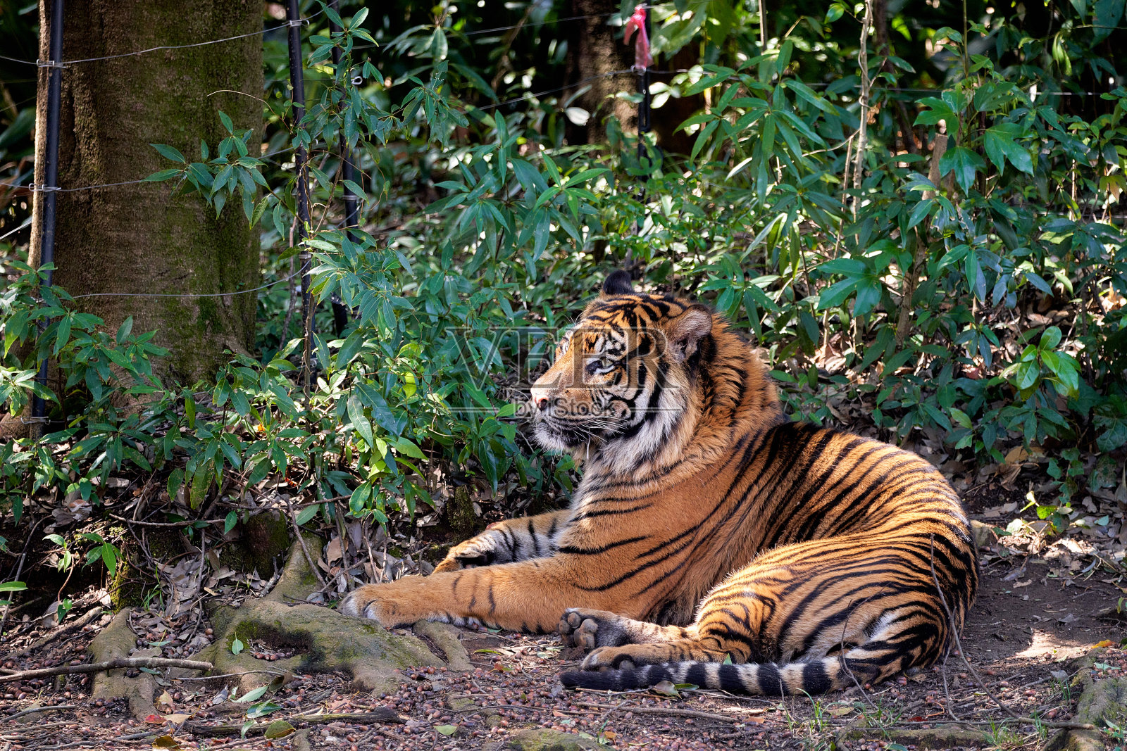 我在森林路上遇见了老虎照片摄影图片