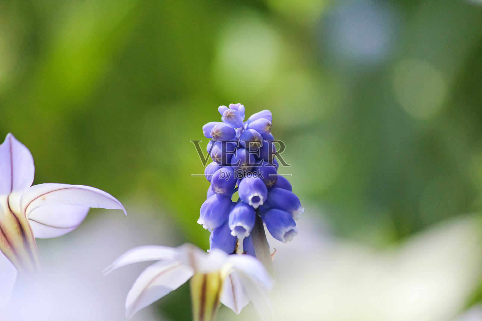 紫色的花照片摄影图片