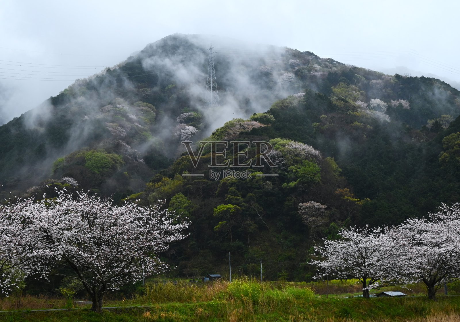 日本观光游。下雨天樱花盛开。照片摄影图片