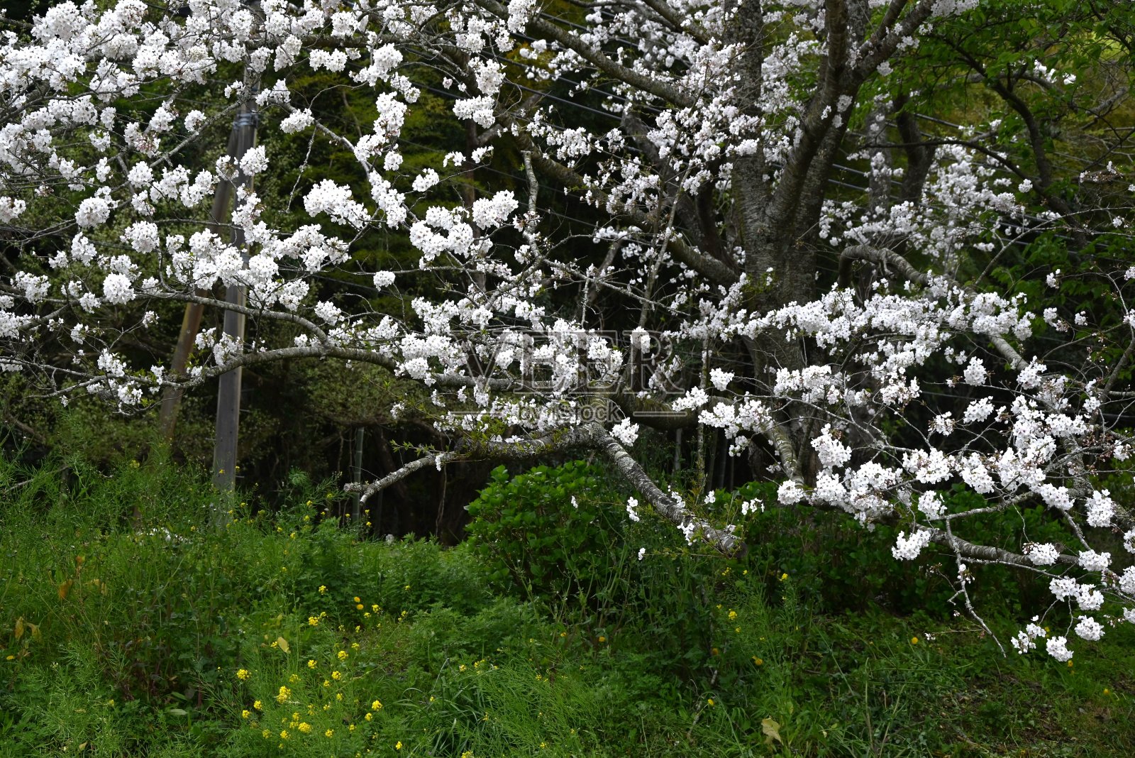 日本观光游。下雨天樱花盛开。照片摄影图片