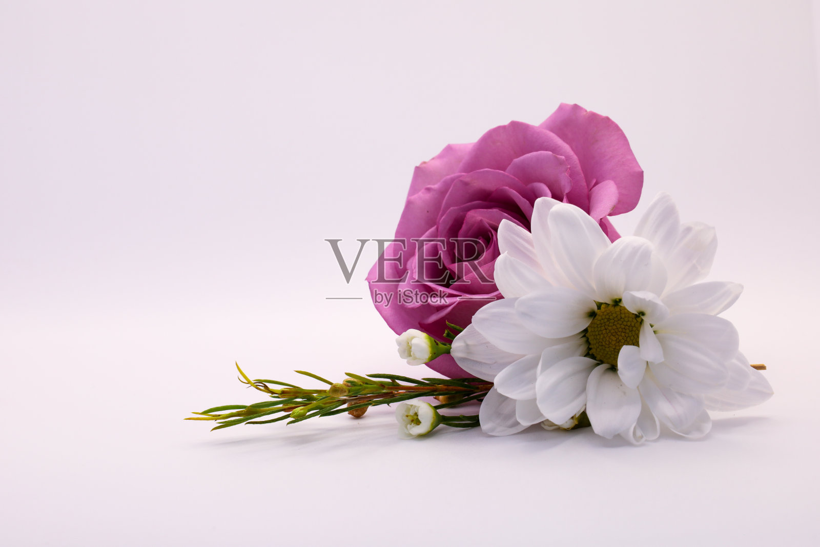 一个单一的白色和粉红色的花坐落在一个平坦的表面照片摄影图片