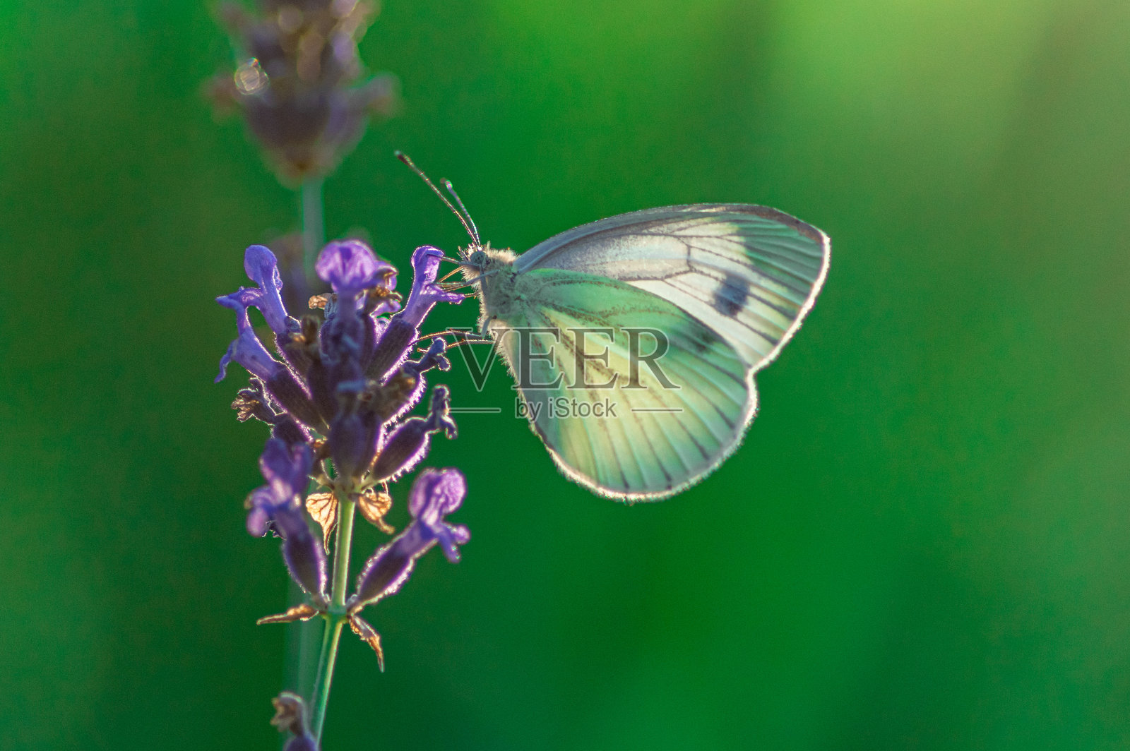 选择性对焦拍摄的卷心菜白蝴蝶在薰衣草植物照片摄影图片