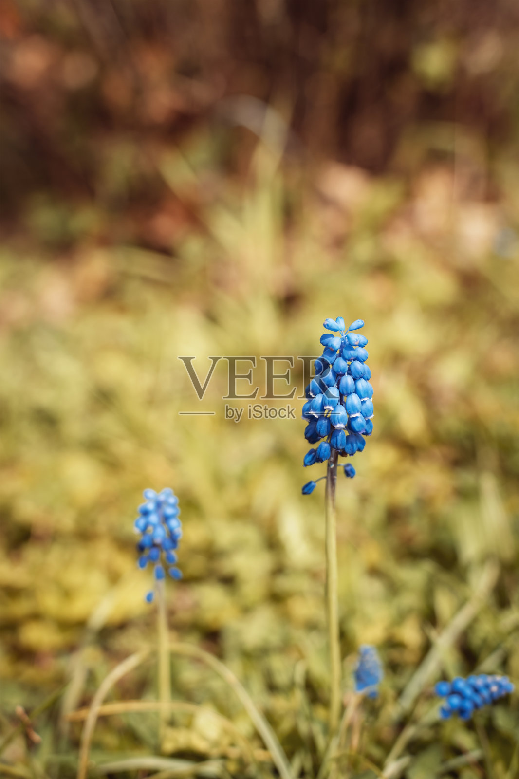 蓝葡萄风信子在园中盛开，选择性集中照片摄影图片