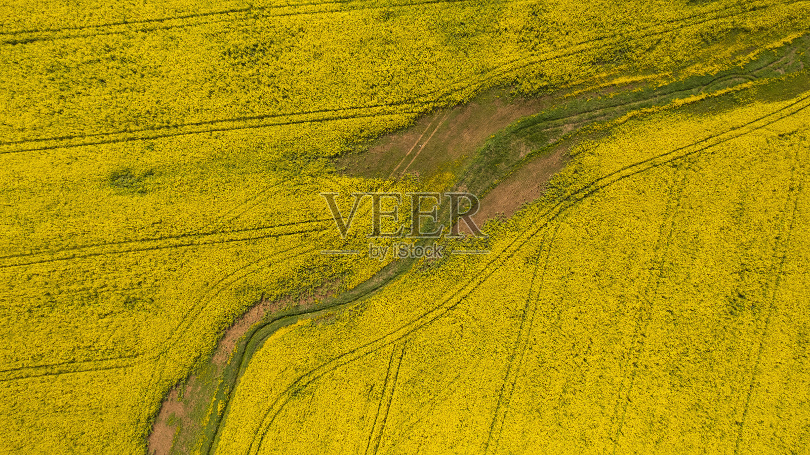 鸟瞰盛开的油菜地照片摄影图片