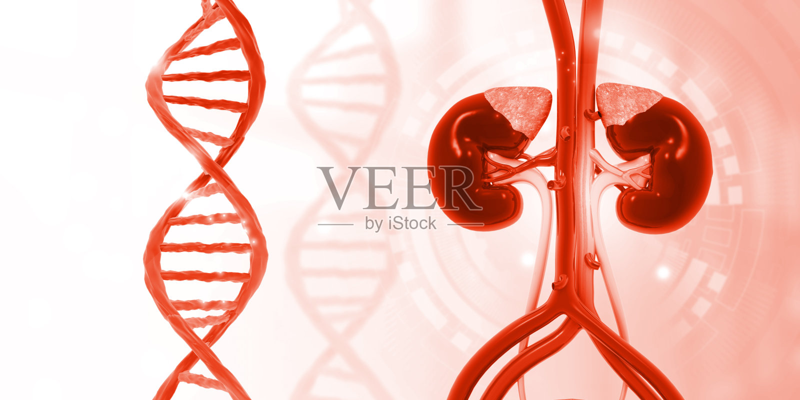 带有DNA链的人类肾脏照片摄影图片