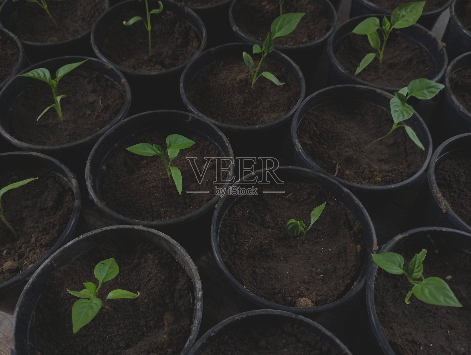 青椒的幼苗在塑料圆盆里和泥土一起生长。园艺和种植蔬菜的话题。照片摄影图片