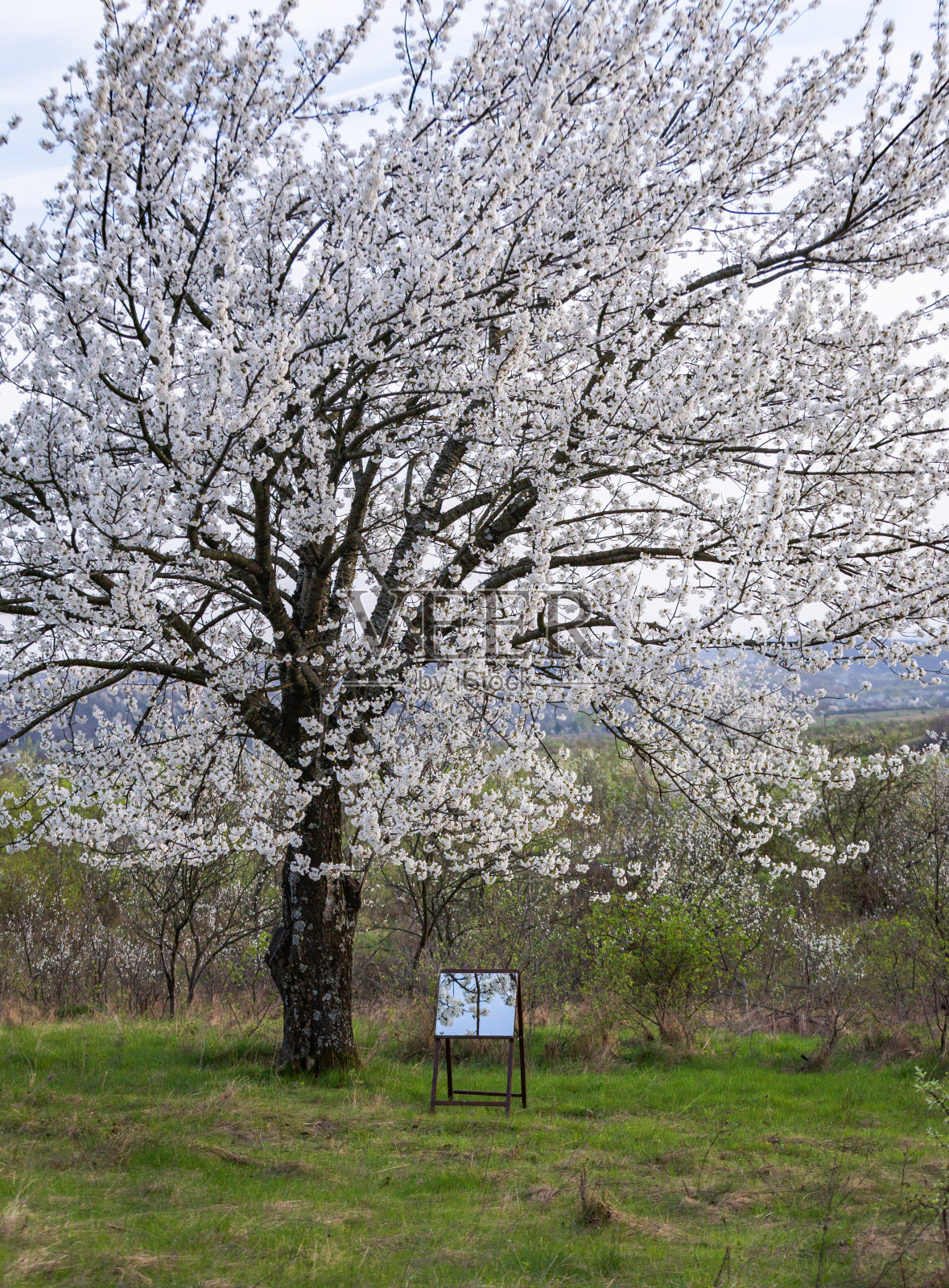 一棵巨大的开花树和画架上的一面镜子照片摄影图片