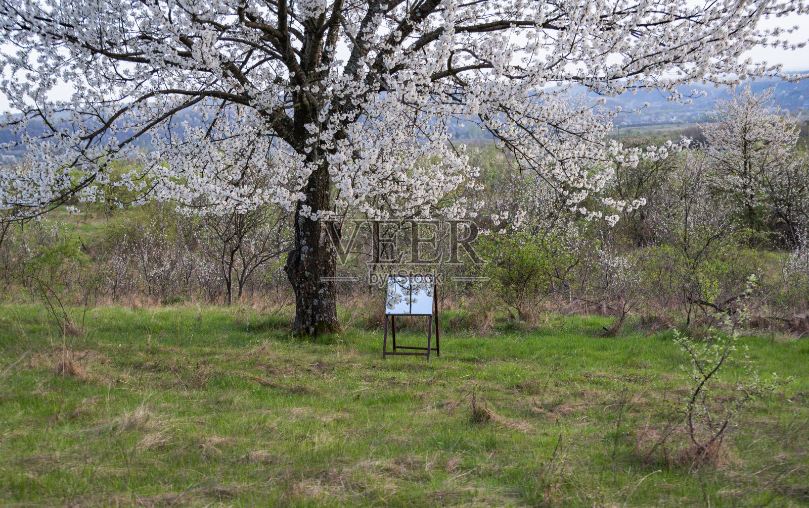 一棵巨大的开花树和画架上的一面镜子照片摄影图片