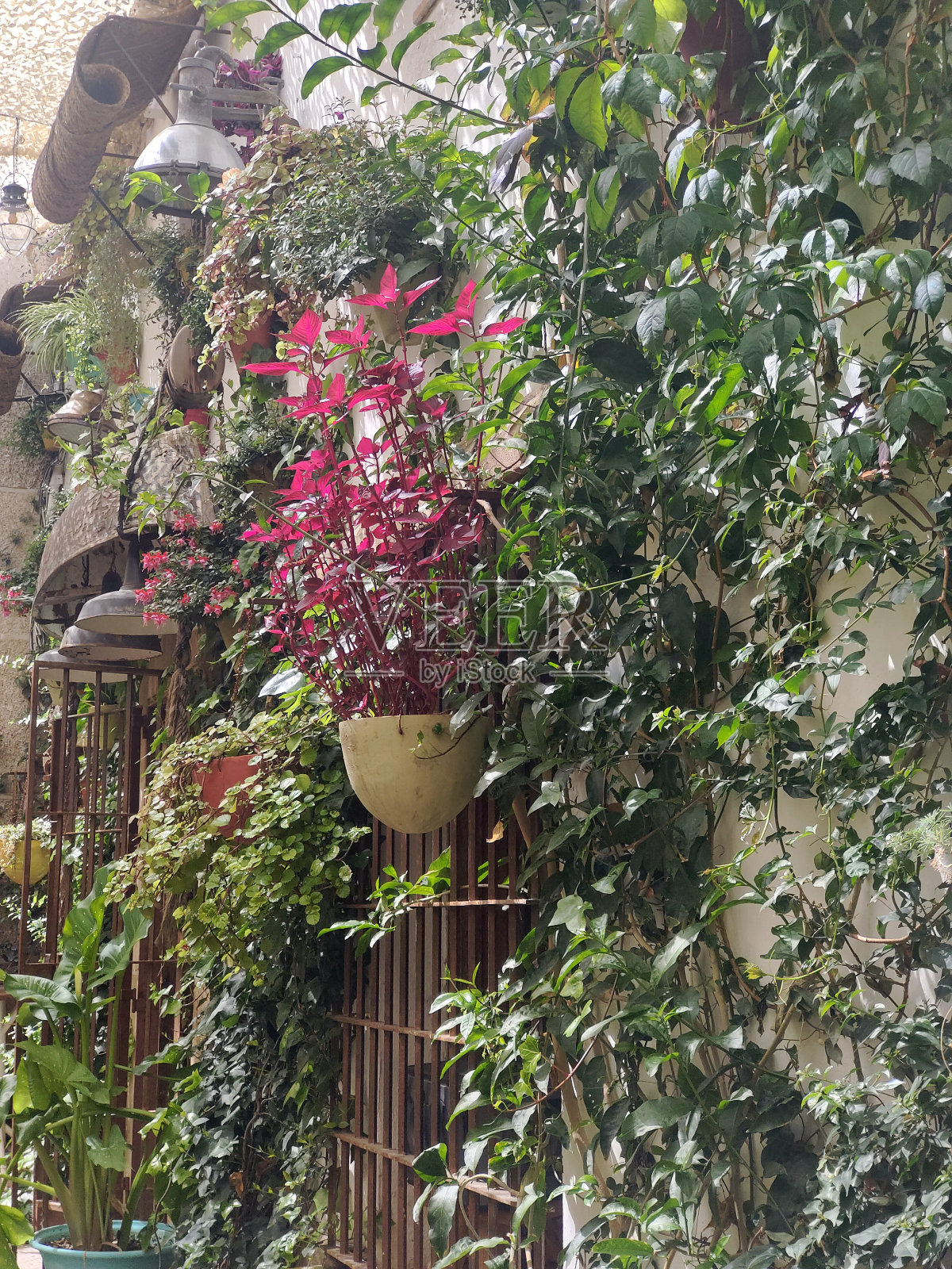 街上的花照片摄影图片