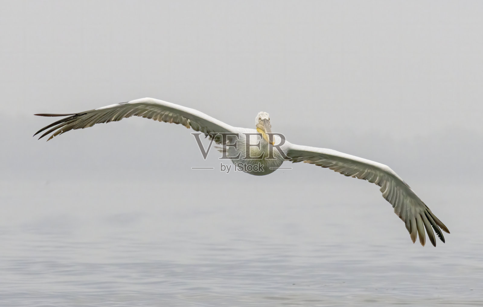 克尔基尼湖的斑点鹈鹕照片摄影图片