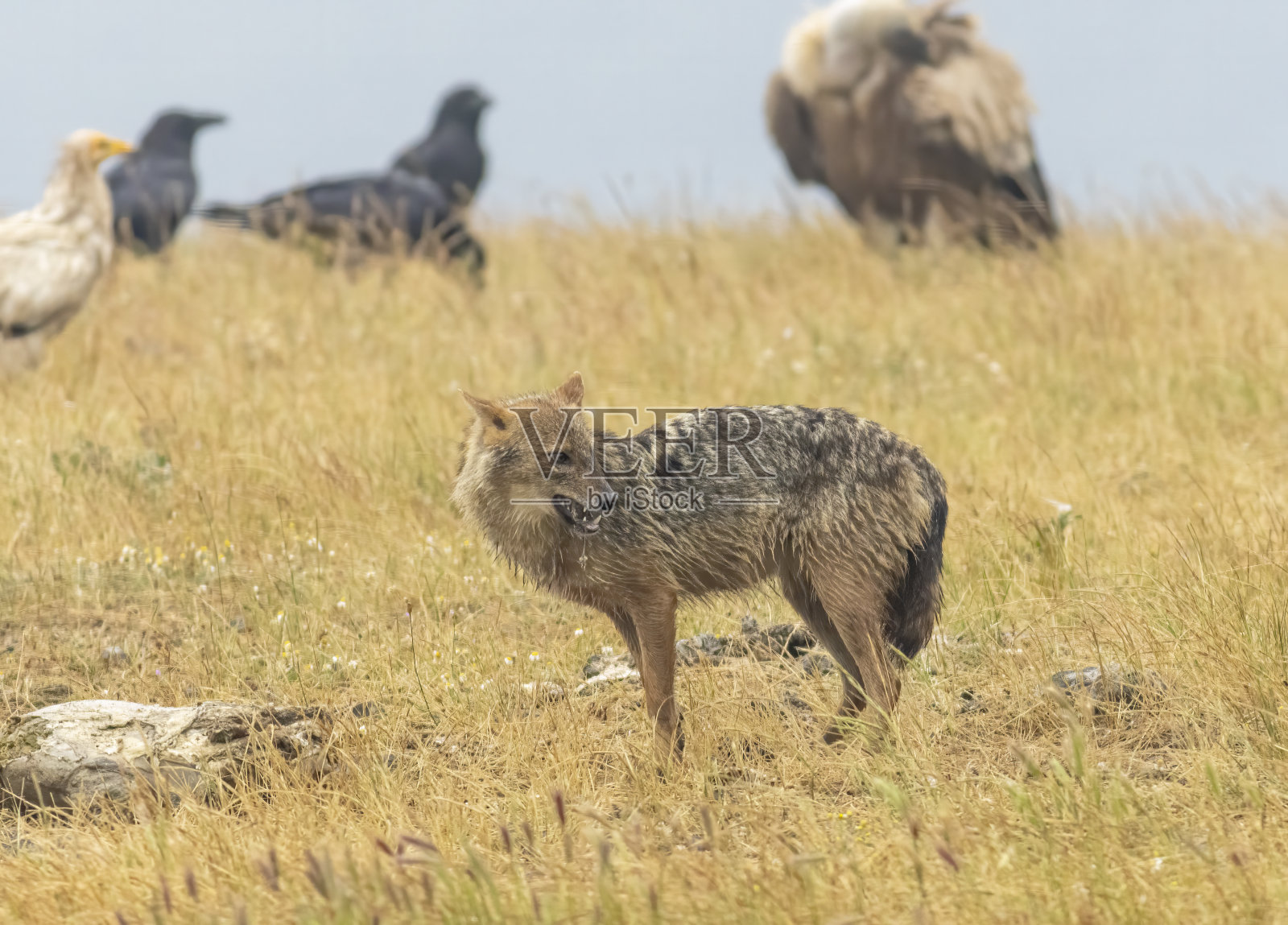 金豺在自然栖息地照片摄影图片
