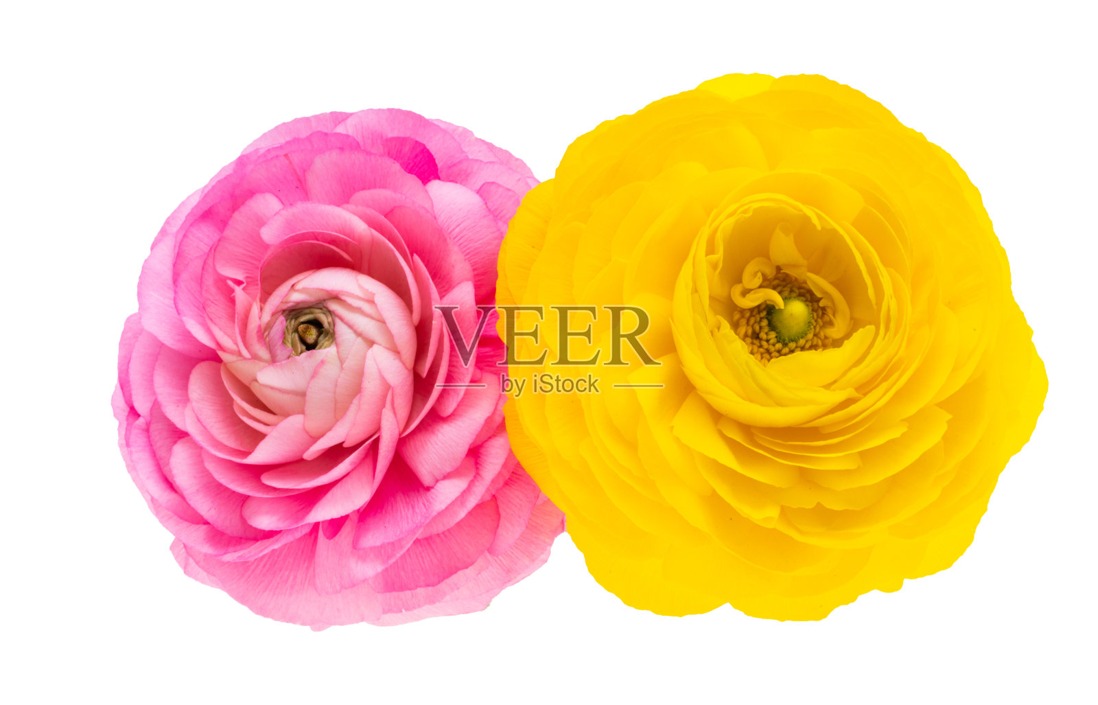 毛茛花分离照片摄影图片