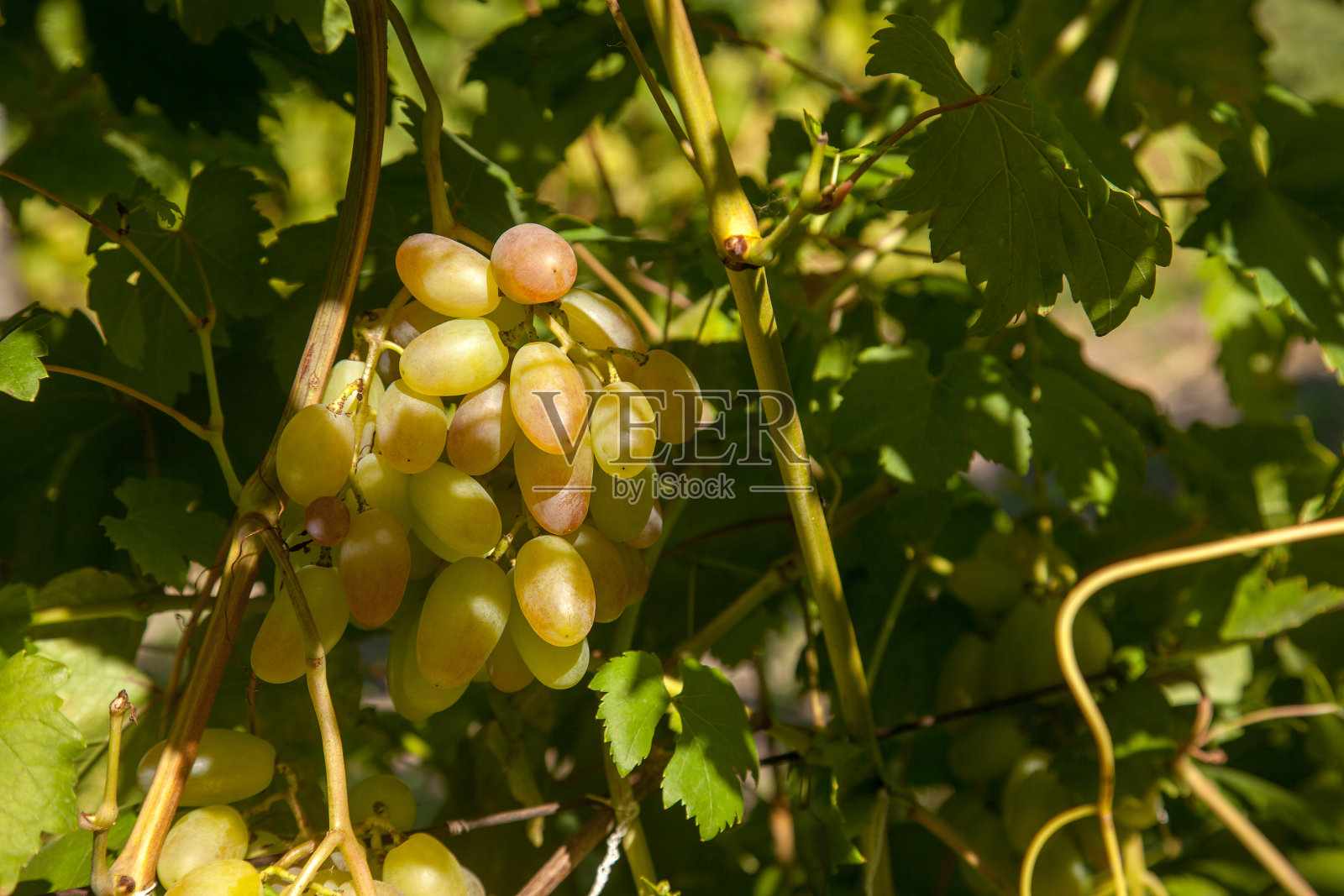 花园里有一串绿葡萄照片摄影图片