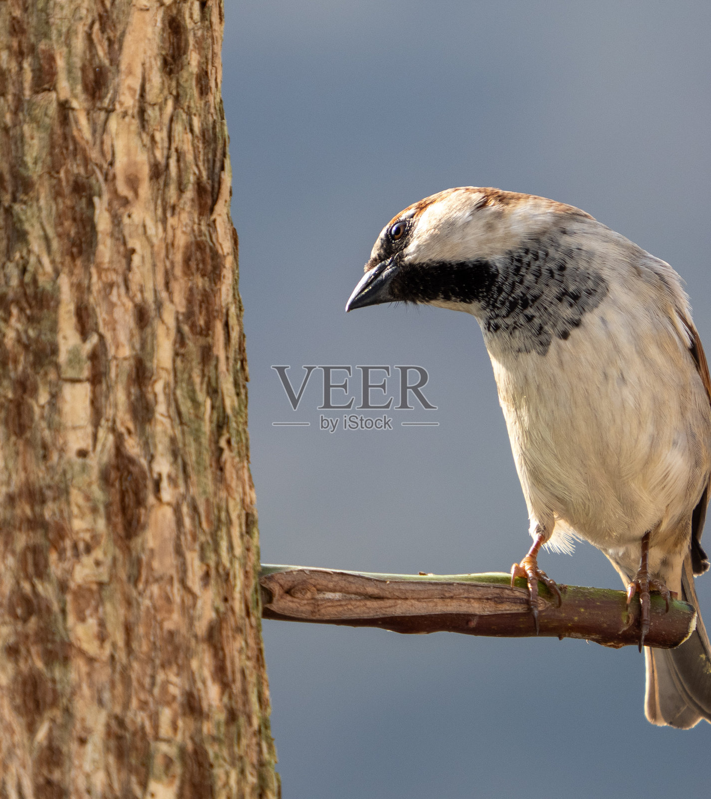 小麻雀照片摄影图片