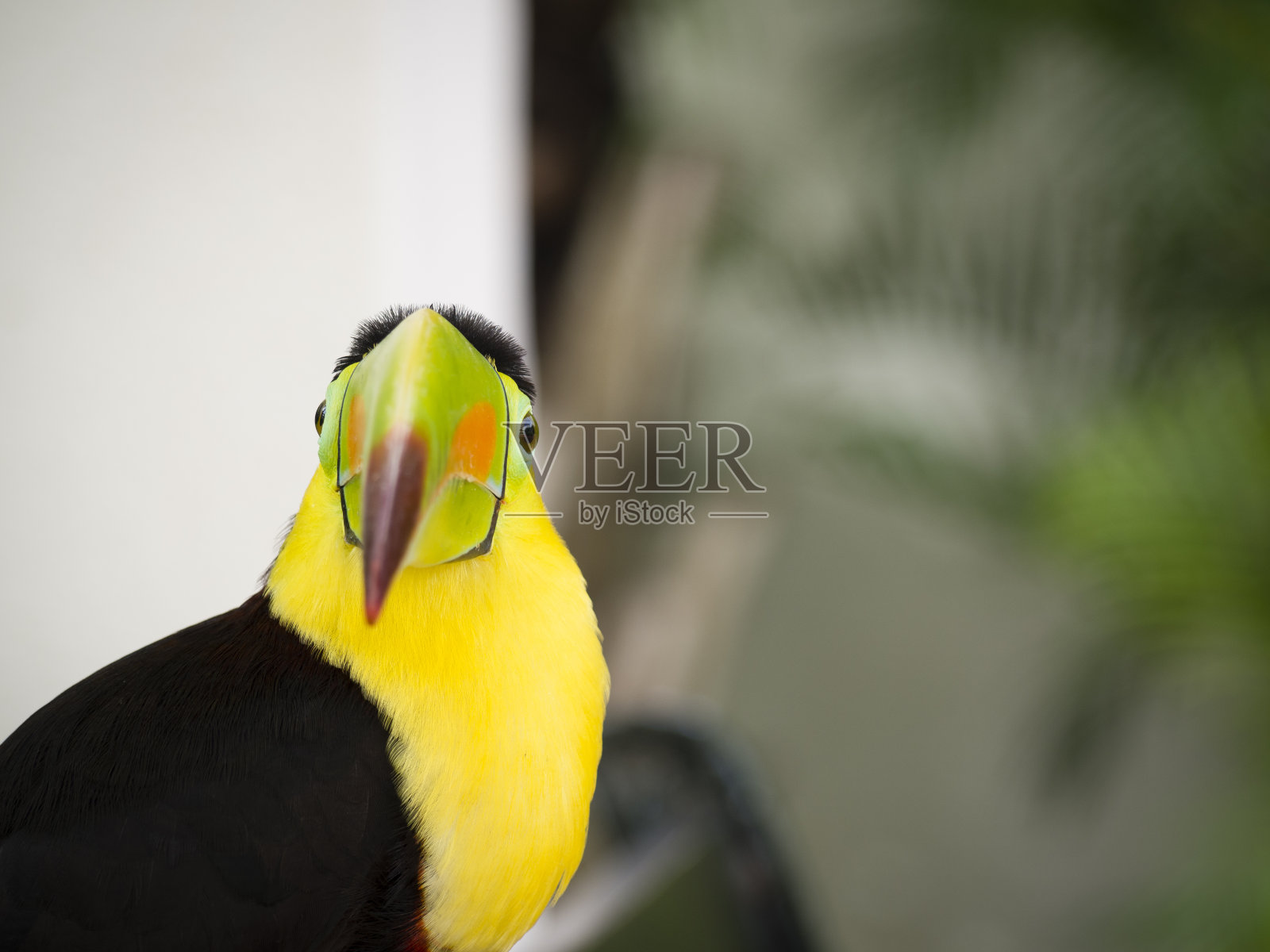 巨嘴鸟栖息在一辆汽车上，背景是模糊的照片摄影图片