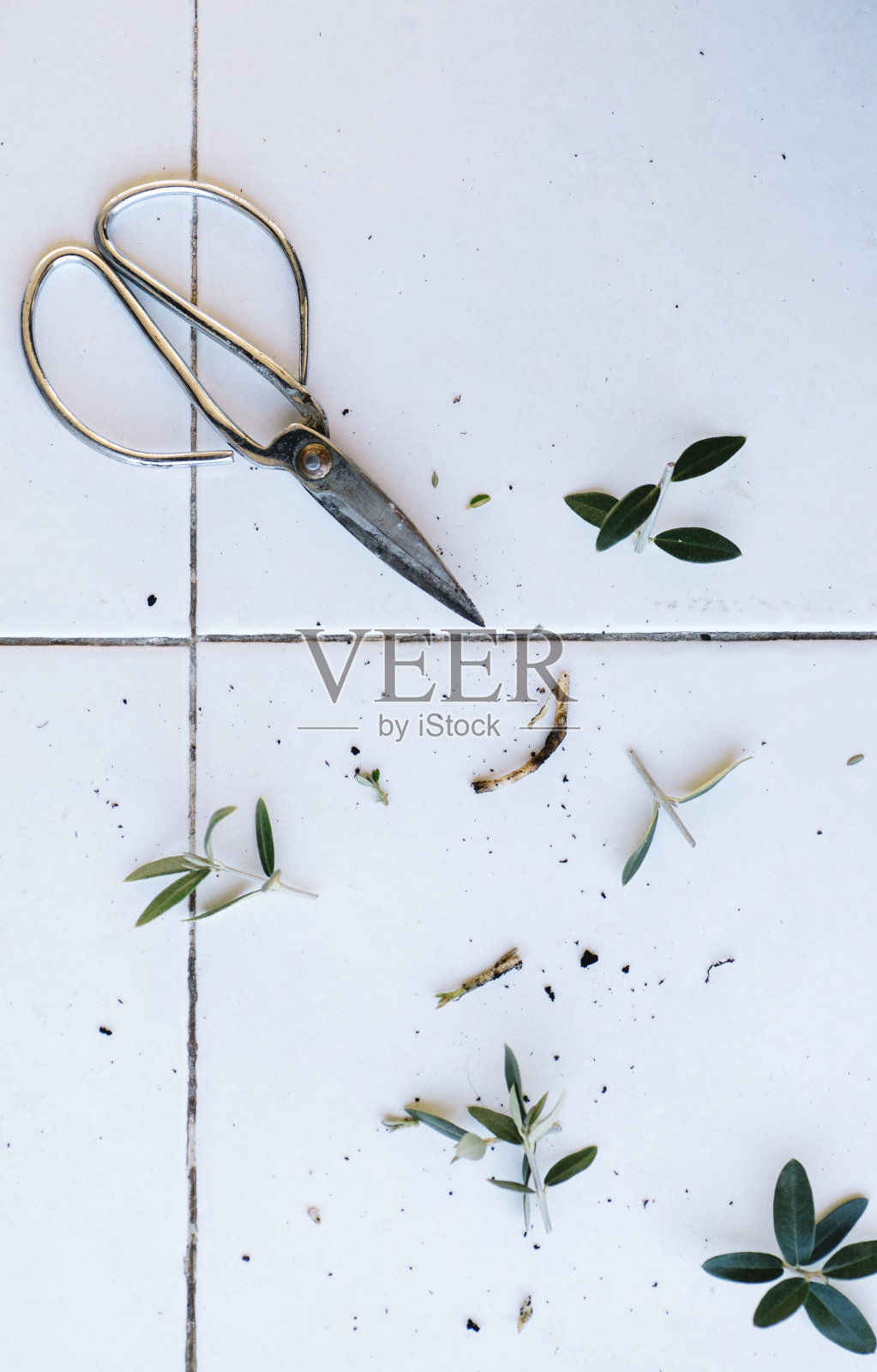 古董金属日本盆景剪刀/剪刀照片摄影图片